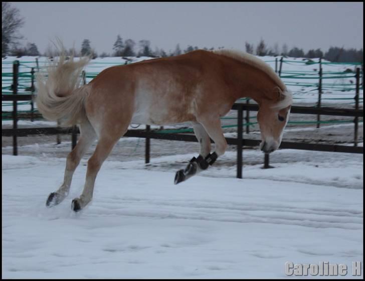 Haflinger Star Wars *solgt* - Oppdatert: 20.februar09 billede 1