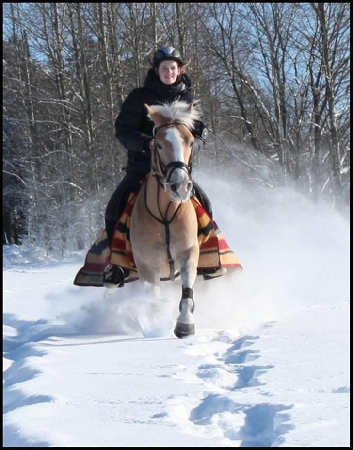 Haflinger Star Wars *solgt* - Oppdatert: 20.februar09 billede 3