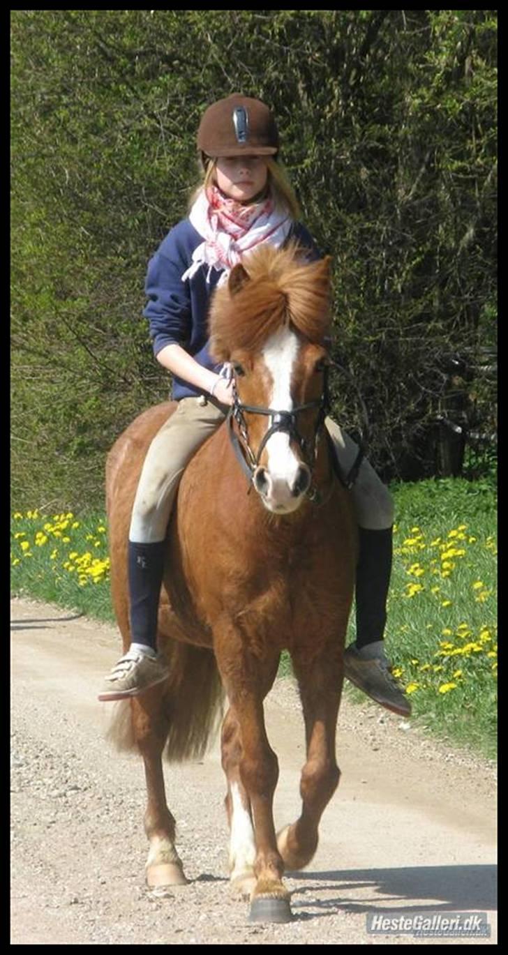 Anden særlig race Laban <3 (solgt) - 4 maj: Mig og Laban <3 oppe at besøge ham <3 Elsker den pony billede 11