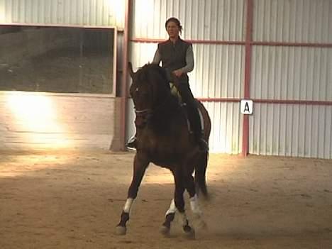 Dansk Varmblod Donnerwetter Toftøje billede 6