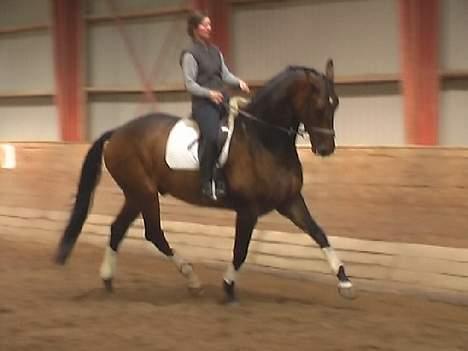 Dansk Varmblod Donnerwetter Toftøje billede 10