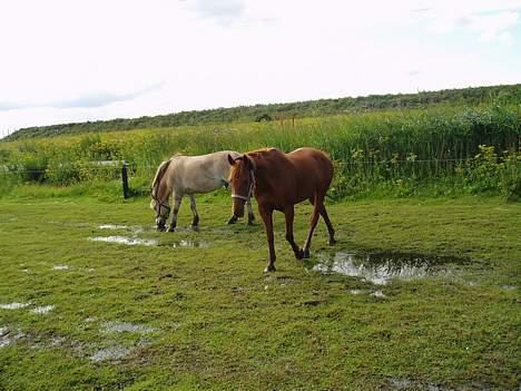 Anden særlig race Jasmin (solgt) billede 5