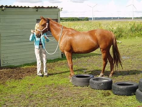 Anden særlig race Jasmin (solgt) billede 6