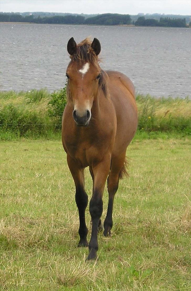 Connemara Bredemadgaards Astaldo billede 12