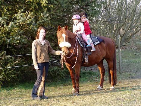 Anden særlig race Prins billede 12