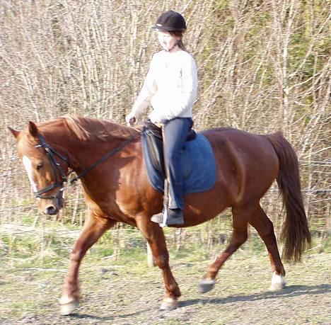 Anden særlig race Prins billede 13