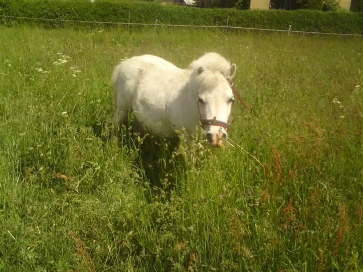 Shetlænder Riffer.R.I.P - Riffer skulle lige have lov til at smage det nye lange græs : ) D.7/6-09 billede 4