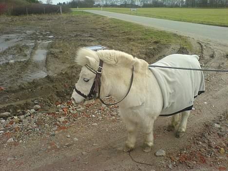 Shetlænder Riffer.R.I.P - Han ville lige ind af en grus vej da vi var ude og gå en tur., billede 6