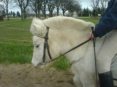 Shetlænder Riffer.R.I.P - Heeh,,, hvor er han bare fin.. billede 7