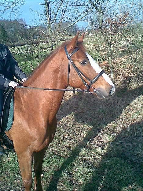 Hannoveraner Tommelise - lise første gang hun er ude og ride i naturen billede 1