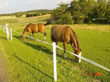 Hannoveraner Tommelise - lise på fold med en veninde billede 2