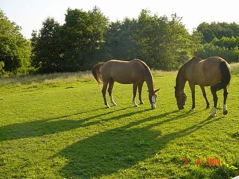 Hannoveraner Tommelise - lise og veninden dio billede 3