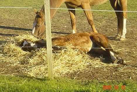 Hannoveraner Tommelise - lise og hendes første føl gloria....<3 billede 4