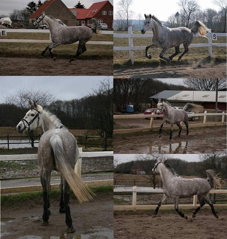 Anden særlig race Tamara *UDLÅNT* - Smukke Tamara billede 2