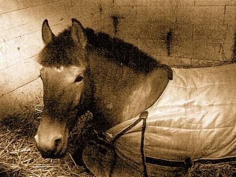 New Forest Enggaardens Frej billede 4