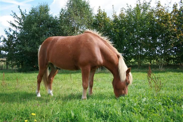 Islænder Vægir fra Lønne billede 17