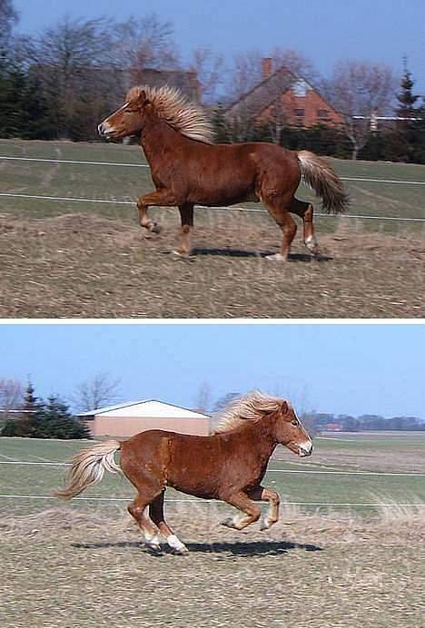 Islænder Vægir fra Lønne - Se lige det løft ;)  -Taget af Juliet billede 18