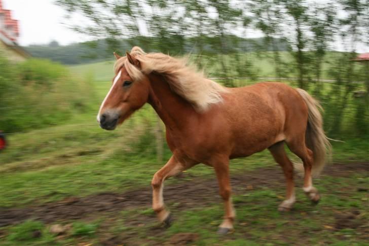 Islænder Vægir fra Lønne - Vægir på folden billede 19