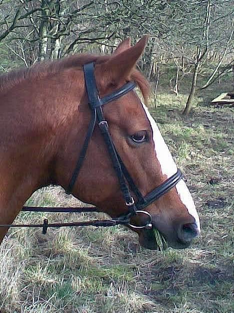 Hannoveraner Tommelise - er snart tilbage på rideskolen igen...:D billede 5