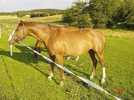 Hannoveraner Tommelise - så tyk jeg bliver a alt det græs billede 6