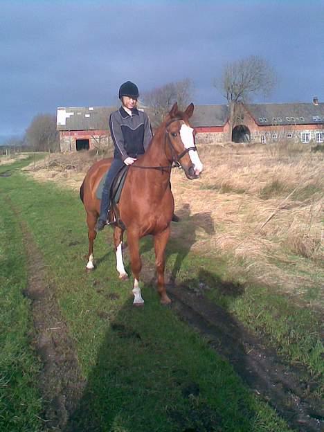 Hannoveraner Tommelise - første gang jeg rider med hende i naturen billede 7