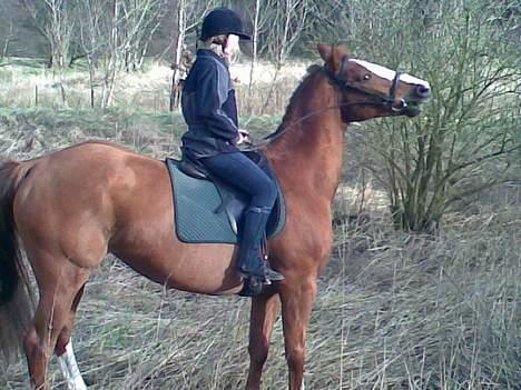 Hannoveraner Tommelise - vil ikk vil ikk du skal frem billede 8