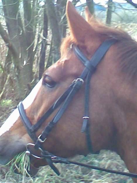 Hannoveraner Tommelise - spiser græs.. hva er det..? billede 9