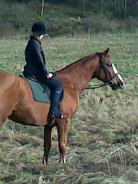 Hannoveraner Tommelise - hva er det nu.. det er så spænde billede 10