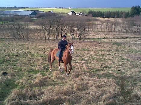 Hannoveraner Tommelise - skal vi ikk lave noget med gang i...? billede 11