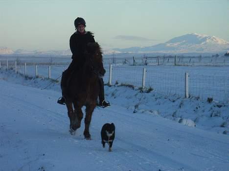 Islænder Stjarni fra Ólafssvöllum - Katla flyt dig nu, Arghh Stjarni pas paa.... ok rolig tölt.. wauw se Hekla billede 7