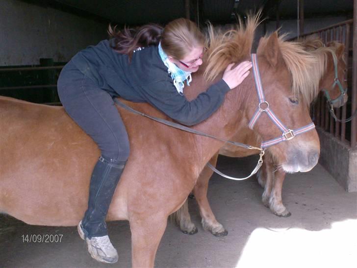 Islænder Stjarni fra Ólafssvöllum - dagen vi skulle til faaresamling^^ saa Allimac go ynor sagde nauturligt at bedst saa ville pröve, gik faa skridt men det skal klart göres mere^^ billede 8