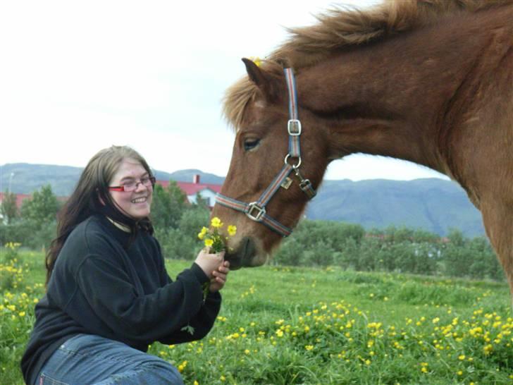 Islænder Stjarni fra Ólafssvöllum - Blomster til min skattebamse hiih billede 9