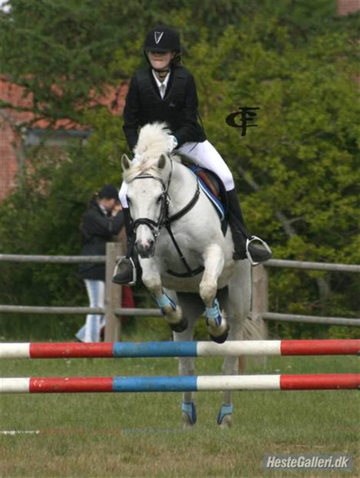 Anden særlig race Snowy *død* 17/11-2009 - Stævne på GDR billede 1