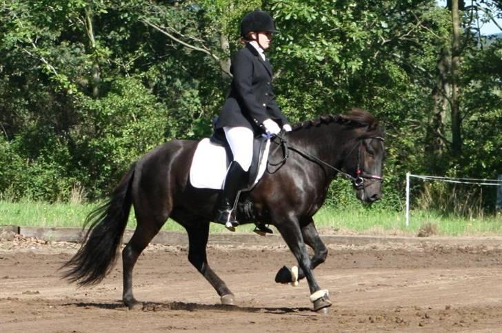 Islænder Fjölvi fra Baunsgaard - 19. Højris stævne. Lc1  billede 19