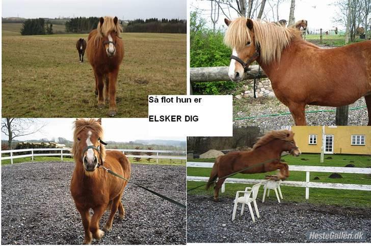 Islænder Isafold Fra Havndal - 1. Min dejlige ismule Isafold. billede 1