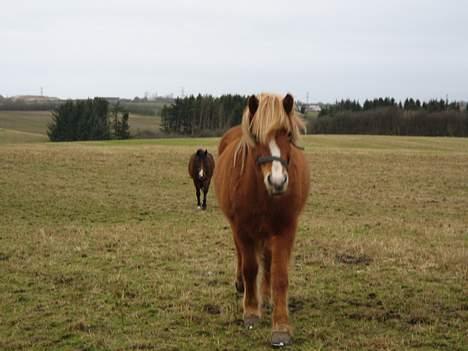 Islænder Isafold Fra Havndal - 2. Kommer nu !!! billede 2