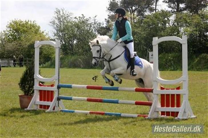 Anden særlig race Snowy *død* 17/11-2009 - Stævne på GDR billede 2