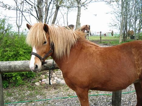 Islænder Isafold Fra Havndal - 3. Glad efter en god tur med børsten. billede 3