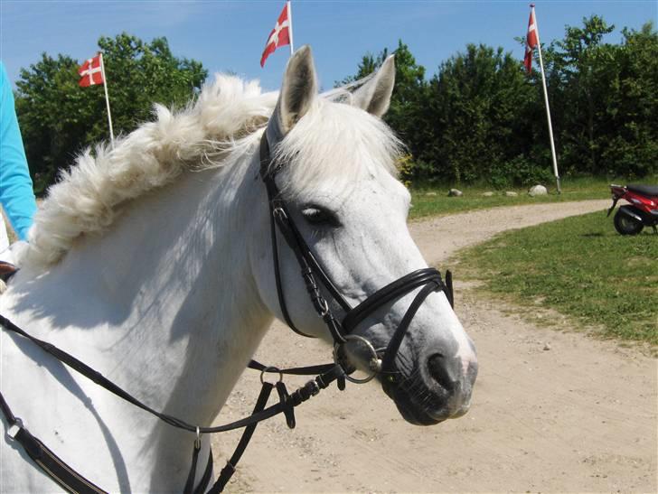 Anden særlig race Snowy *død* 17/11-2009 - Smukke Snowy <3 til stævne på BOS billede 3