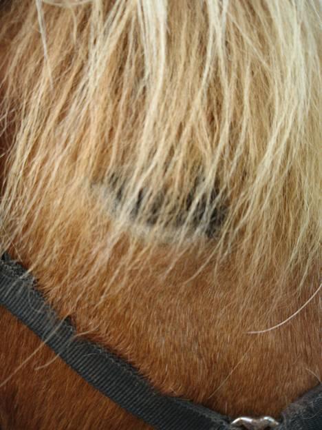 Islænder Isafold Fra Havndal - 4. Isse´s smukke øje billede 4