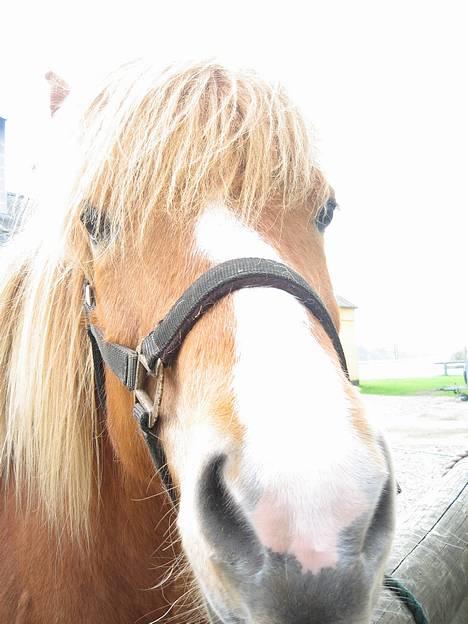 Islænder Isafold Fra Havndal - 5. Prøver lige at få en af cameraet!!! billede 5