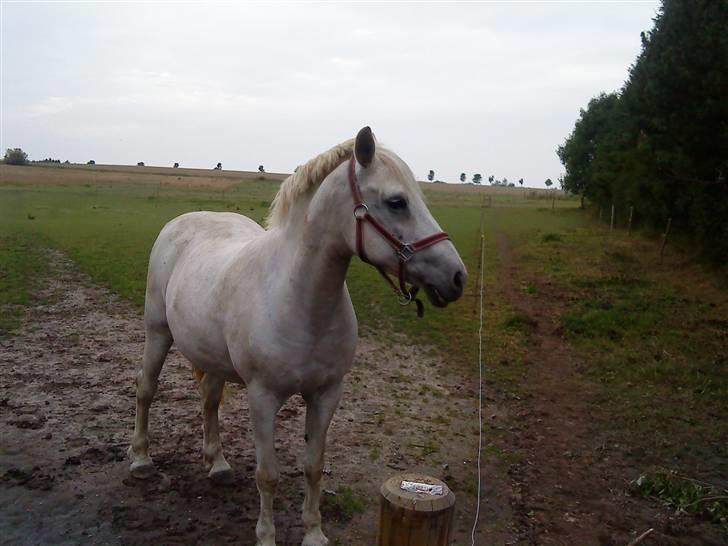 Anden særlig race Snowy *død* 17/11-2009 - Du en lille skattebasse pony ! <3 (´ du er så dejlig skat <3: billede 5