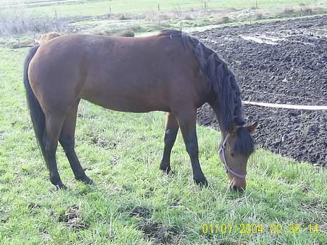 Anden særlig race Chilli - Hun er en meget sulten hest :) hihi billede 5