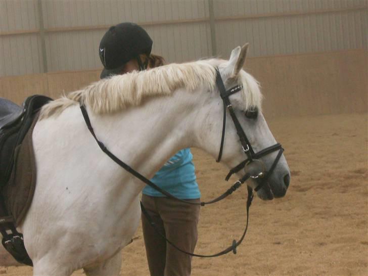 Anden særlig race Snowy *død* 17/11-2009 - Skal jeg nu ud og ride ! ;b billede 8