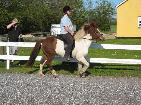 Islænder Hetja Fra Tanderup - 4. Hetja i tølt ( uden sko) billede 4