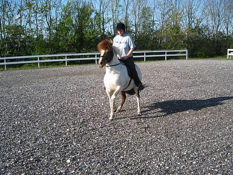 Islænder Hetja Fra Tanderup - 5. Her vil vi begge bestemme billede 5