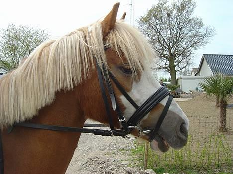 Welsh Pony (sec B) Wandus Lady - en smukker lady findes der ikke (eller det synes jeg ) billede 1