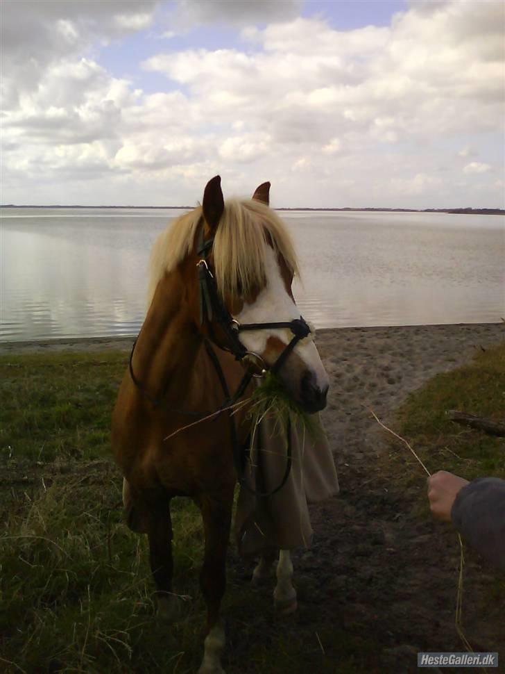 Welsh Pony (sec B) Wandus Lady - Lady går dressur (: billede 5