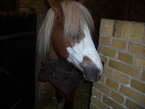 Welsh Pony (sec B) Wandus Lady - Lady er på vej ud af boksen (: billede 6