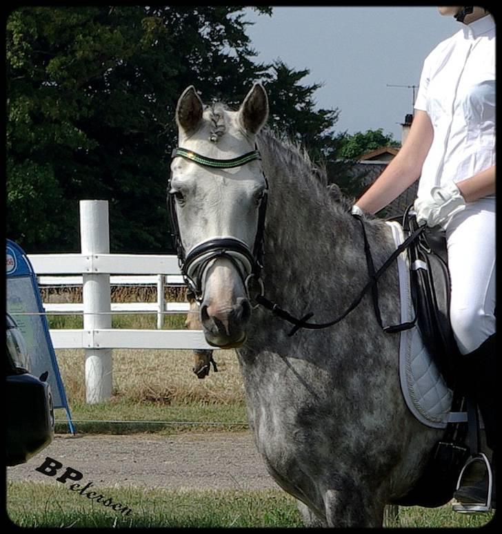 DSP Geiser Sarai -  Til stævne, irritable sommerøjne :( billede 4